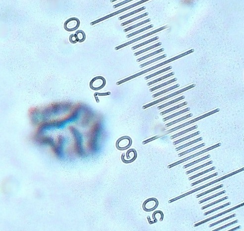 Spora ingrandita L. fluens