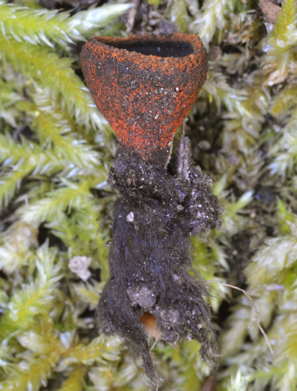 <i>Plectania melastoma</i> (Sowerby: Fr.) Fuckel
