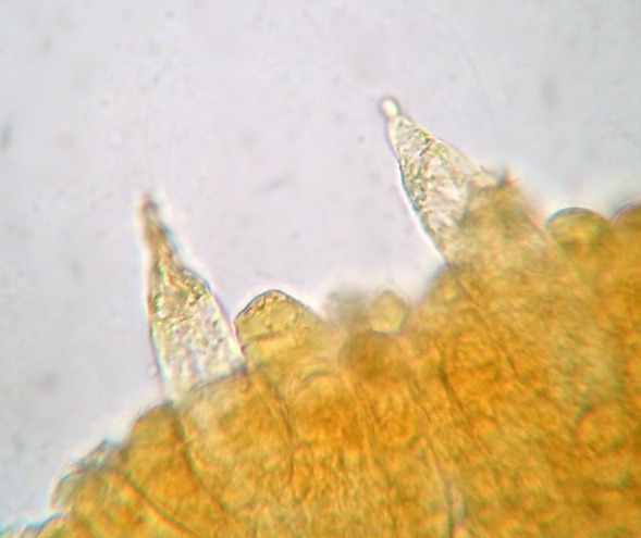 Cistidi moniliformi L. repraesntaneus.JPG