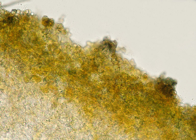 Caloscypha fulgens 06.jpg