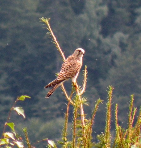 Falco tinnunculus Linneus