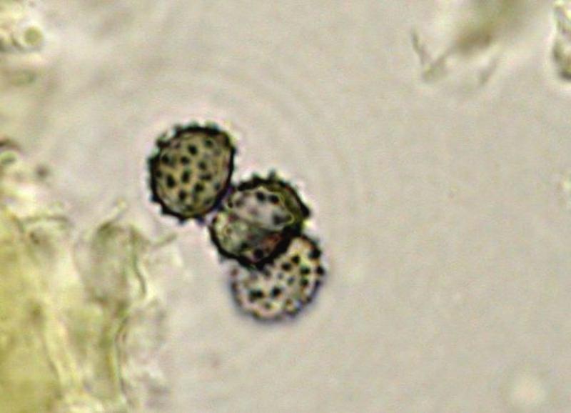 Russula pectinatoides PK.  - Copia.jpg
