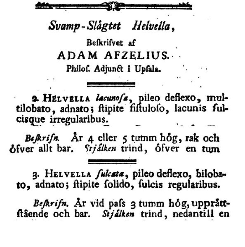 Afzelius [800x600].jpg