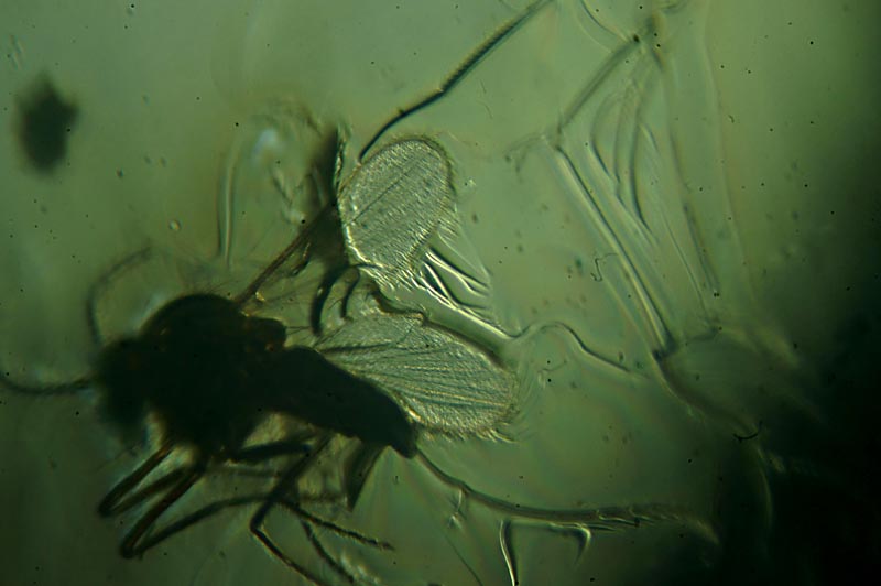 Una zanzara preistorica, quale sangue avrà rubato ?