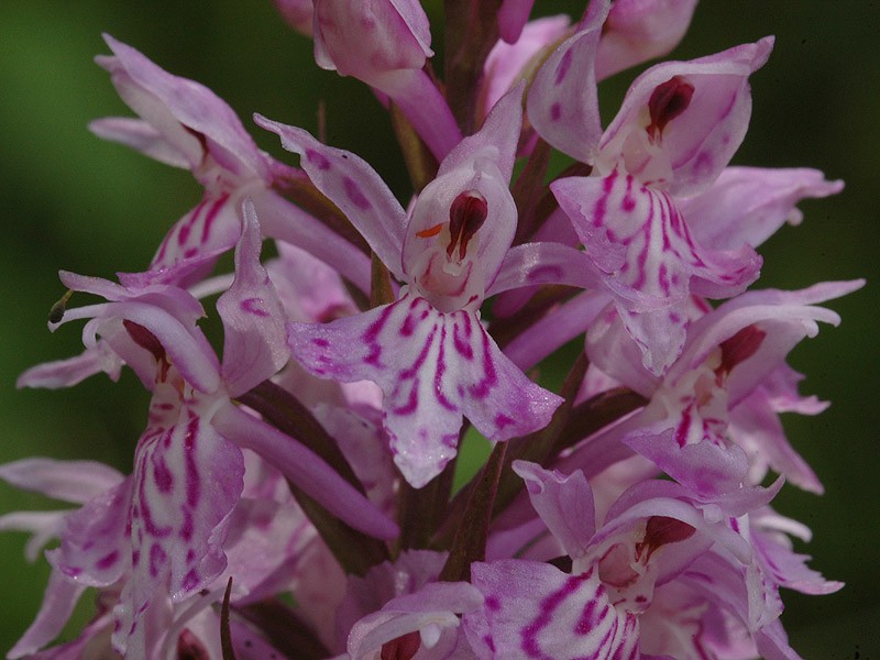 Orchis_maculata_6363a.jpg