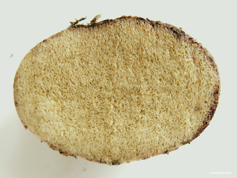 Rhizopogon villosulus sezione.jpg